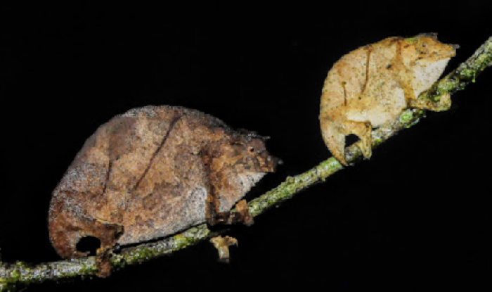 Rhampholeon moyeri Chameleons